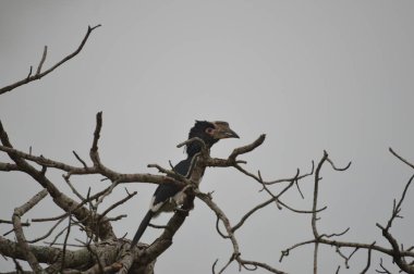 Izole Trompetçi hornbill Umkhuze oyun rezerv Güney Afrika'da bir ağaca tünemiş