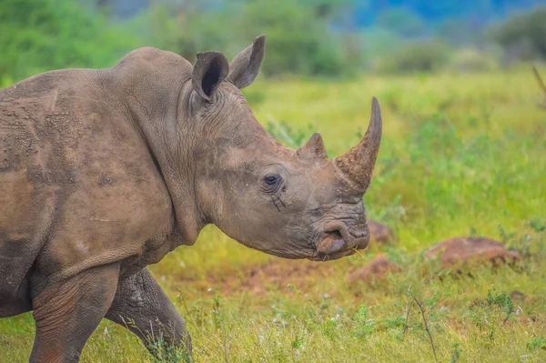 Macho Toro Lindo Rinoceronte Blanco Rinoceronte Una Reserva Natural Salvaje — Foto de Stock