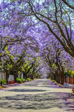 Mor mavi jakaranda mimozomları Güney Afrika 'da, Johannesburg caddesinde ekim ayı boyunca çiçek açarlar.
