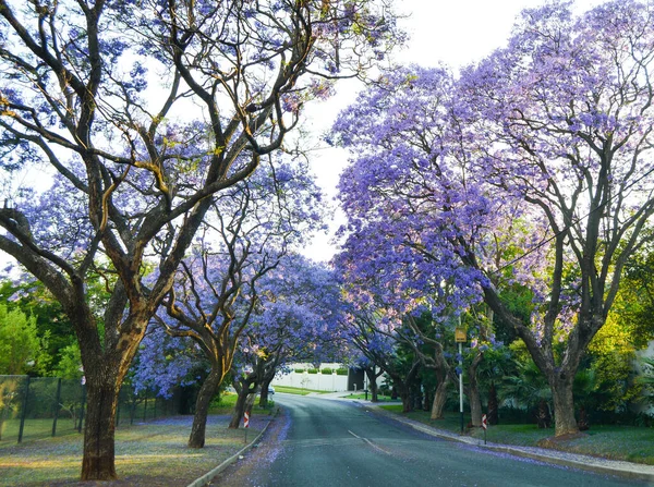 Purple Blue Jacaranda Mimosifolia Bloom Johannesburg Streets Spring October South — Stock Photo, Image