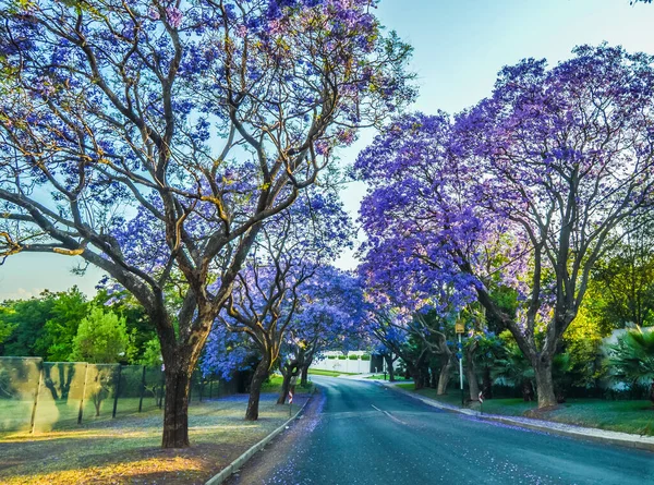 Jacaranda Azul Púrpura Flor Mimosifolia Nas Ruas Joanesburgo Durante Primavera — Fotografia de Stock