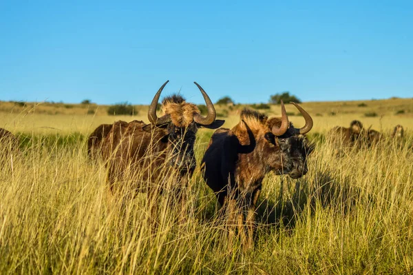 Male brown wildebeest in a nature reserve in South Africa