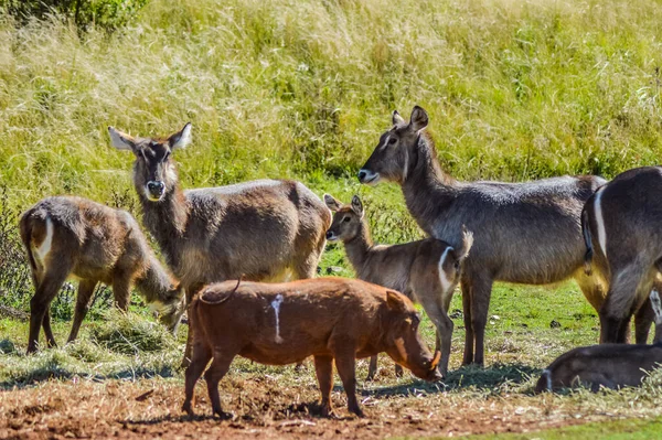 Family Waterbuck Water Buck Antelopes South African Nature Reserve — Stock Photo, Image