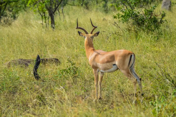 Antílope Impala Reserva Natural Sudafricana —  Fotos de Stock