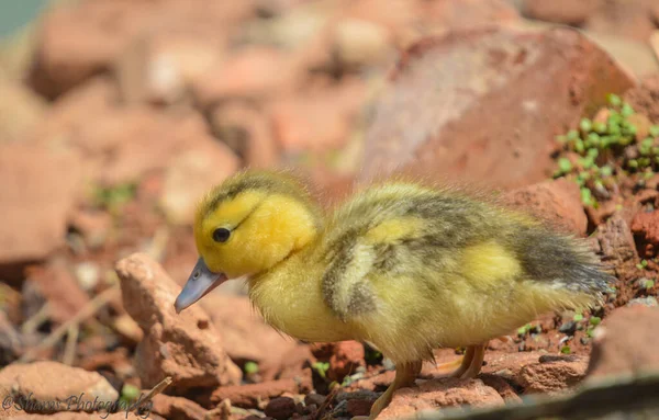 かわいいふわふわのマガモゴシゴシ赤ちゃんアヒルで水の池 — ストック写真