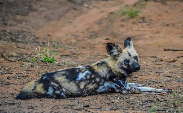 Perro Salvaje Africano Lycaon Pictus También Conocido Como Cacería Africana — Foto de Stock