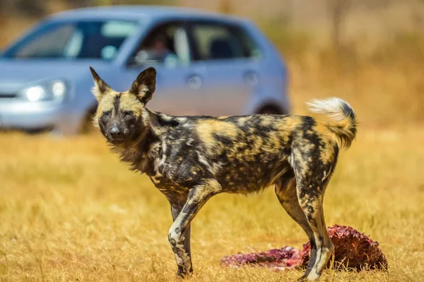 The African wild dog (Lycaon pictus), also known as African hunting or African painted dog or painted wolf in a nature reserve