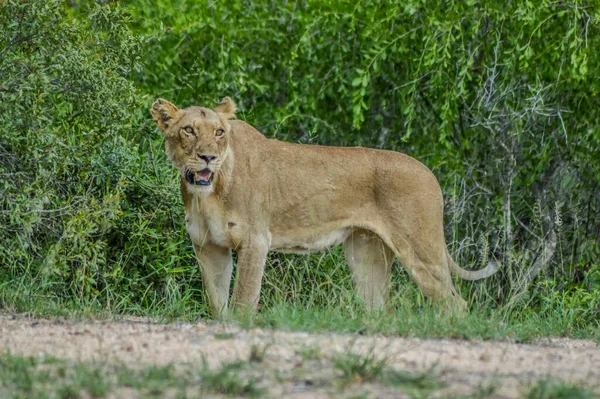 Portret Van Een Afrikaanse Leeuwin Bush Stalking Tijdens Een Safari — Stockfoto