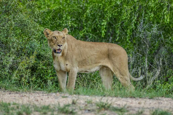 Retrato Una Leona Africana Acechando Arbustos Durante Una Experiencia Safari — Foto de Stock