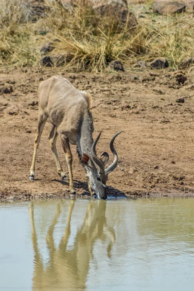 Antílope Kudu Habital Natural Reserva Natural Silvestre Sudáfrica — Foto de Stock