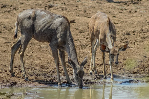 Antilope Kudu Habitat Naturale Riserva Naturale Selvaggia Sud Africa — Foto Stock