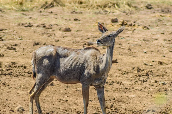 Kudu Antilope Natuurlijke Habitital Een Wild Natuurgebied Zuid Afrika — Stockfoto