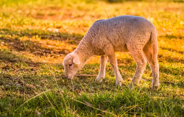 Симпатичные Мериносовые Овцы Пастбище Мидлендсе Южной Африке — стоковое фото