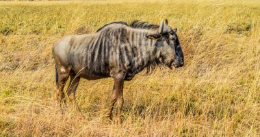İzole edilmiş bir mavi antilop portresi ya da gnu ya da Güney Afrika 'da safari sırasında Taurinus' un portresi.