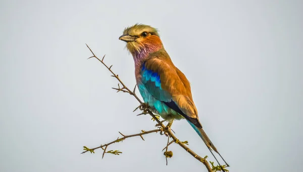 Rullo Petto Lilla Africano Uccello Nazionale Del Kenya Isolato Appollaiato — Foto Stock