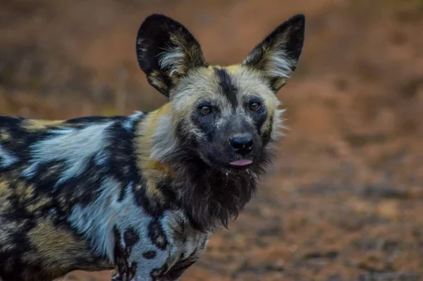 Retrato Perro Pintado Salvaje Africano Lycaon Pictus Tomado Durante Safari — Foto de Stock
