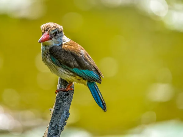 Hermoso Colorido Marrón Con Capucha Kingfisher Encaramado Una Rama Pesca —  Fotos de Stock