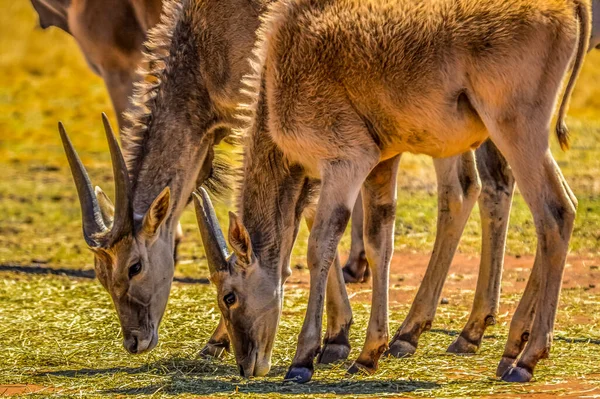 Ritratto Antilope Terrestre Una Riserva Naturale Sudafricana — Foto Stock