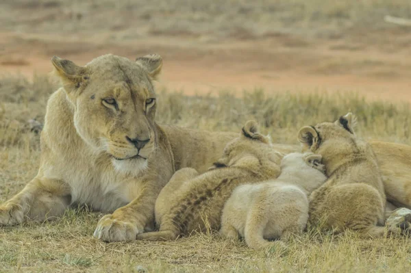 Leeuwin Die Baby Verzorgt Een Wildreservaat Tijdens Safari Zuid Afrika — Stockfoto