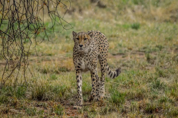 Cheetah Acinonyx Jubatus Portret Wilde Savanne Regen Zuid Afrika — Stockfoto