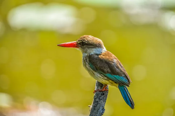 Gyönyörű Színes Barna Kapucnis Kingfisher Ült Egy Halászat Dél Afrikában — Stock Fotó