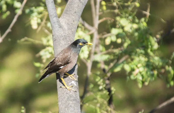 Myna Mynah Indio Común Encaramado Sudáfrica Conocido Como Acridotheres Tristis —  Fotos de Stock