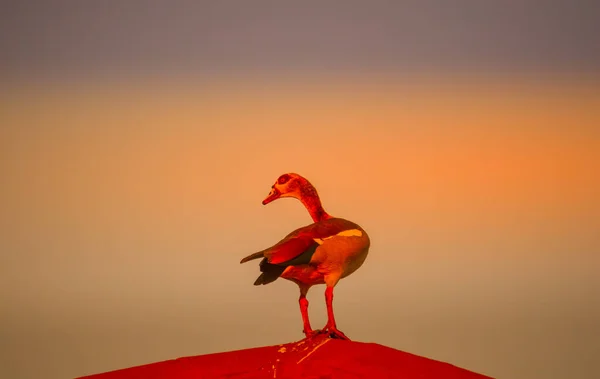 Eine Isolierte Ägyptische Gans Thront Auf Einem Gebäude Stadtgebiet Von — Stockfoto