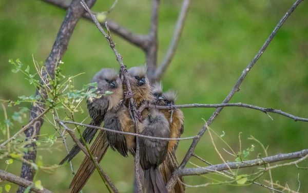 새로도 알려져 얼룩무늬 무지새 Colius Striatus 아프리카에서 발견되는 물새이다 — 스톡 사진