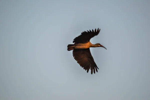 Hada Ibis Vagy Hadeda Néven Ismert Bostrychia Hagedash Hangosan Megjegyzi — Stock Fotó