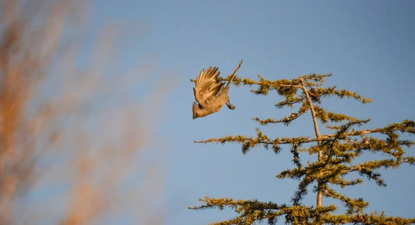 Isolerad Grå Away Bird Även Känd Som Grå Lourie Djärv — Stockfoto