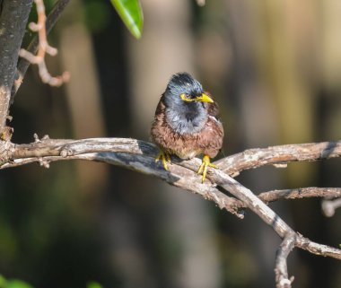 Yaygın Hint Myna veya Mynah bilimsel terimlerle Acridotheres tristis olarak bilinen Güney Afrika 'ya tünemiştir.