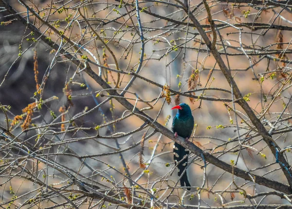 Green Wood Hoopoe Phoeniculus Purpureus Redbilled Hoopoe Cackling 소리를 검은색으로 — 스톡 사진