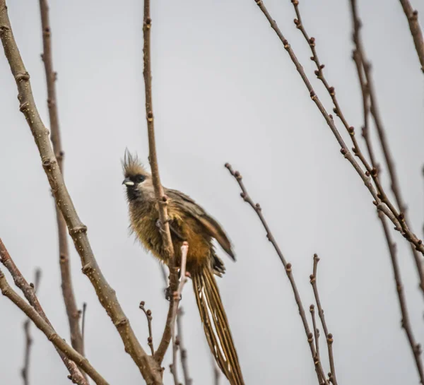 Benekli Fare Kuşu Colius Striatus Afrika Bulunan Meyveli Bir Kuş — Stok fotoğraf