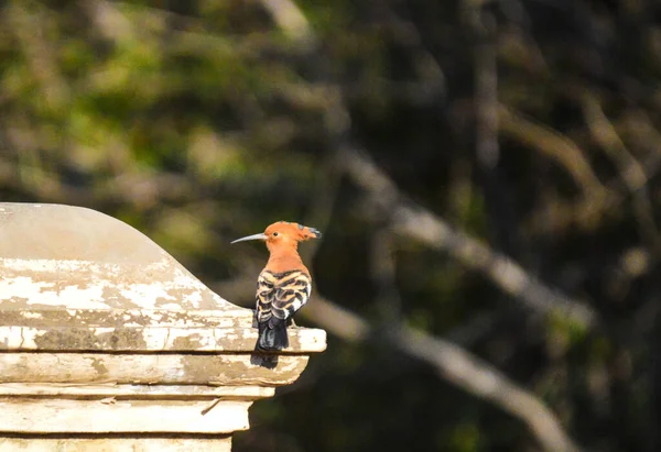 Mooie Afrikaanse Hoopoe Geïsoleerd Single Ook Wel Bekend Als Hoopoes — Stockfoto