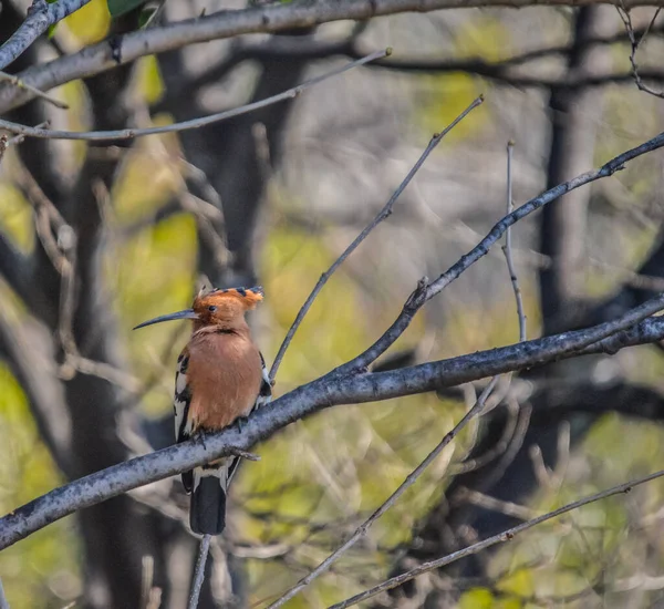 Güzel Afrikalı Hoopoe Lar Izole Edilmiş Yalnız Olarak Bilinirler — Stok fotoğraf