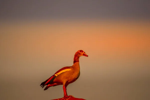 Eine Isolierte Ägyptische Gans Thront Auf Einem Gebäude Stadtgebiet Von — Stockfoto