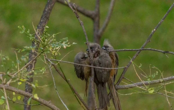 Pájaro Ratón Moteado Colius Striatus También Conocido Como Ave Patio —  Fotos de Stock