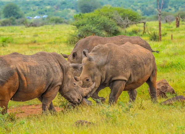 Large Herd White Rhinoceros Serengiti National Park Green Savannah — Stock Photo, Image