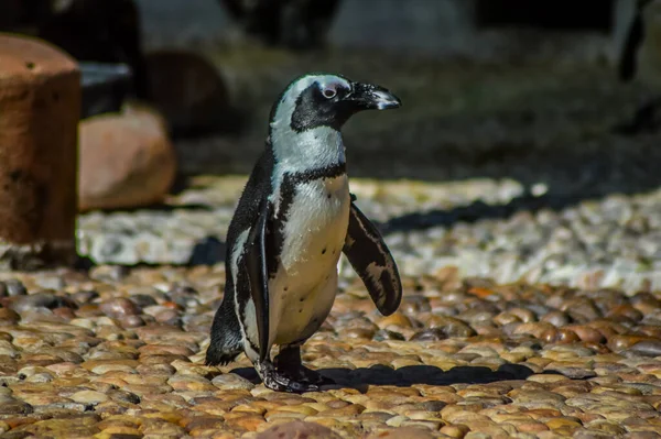 Cape Penguin Ushaka Marine World Durban Center Sydafrika — Stockfoto