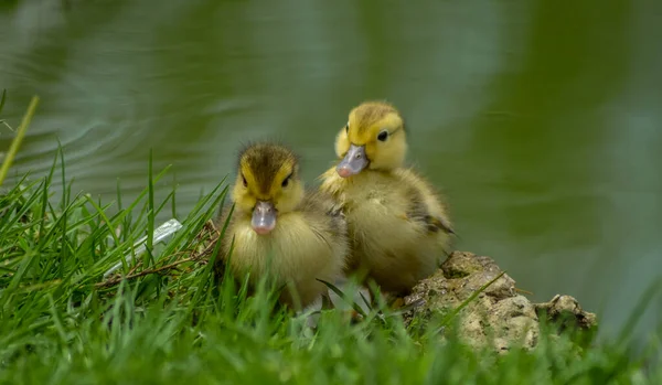 可爱的小鸭可爱的小鸭在南非农场的池塘里 — 图库照片