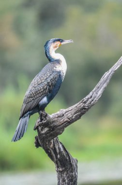 Güzel beyaz göğüslü pelerin karabatak o göl panik Kruger Afrika kanatları kurutma