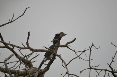 Izole Trompetçi hornbill Umkhuze oyun rezerv Güney Afrika'da bir ağaca tünemiş