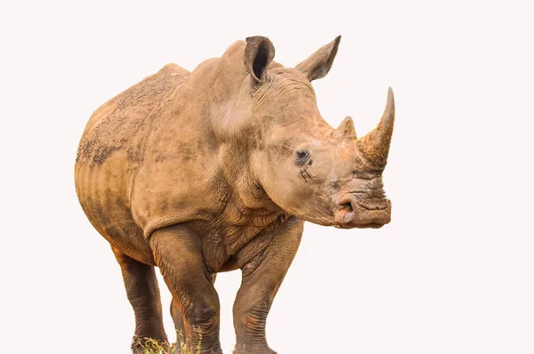 Portrait Large White Rhinoceros Rhino Isolated White Taken Kruger National — Stock Photo, Image