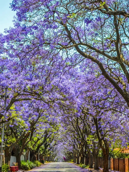Azul Púrpura Jacaranda Mimosifolia Florecen Calle Johannesburgo Durante Primavera Octubre —  Fotos de Stock