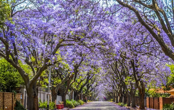 Mor mavi jakaranda mimozomları Güney Afrika 'da, Johannesburg caddesinde ekim ayı boyunca çiçek açarlar.