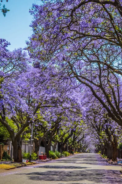Azul Púrpura Jacaranda Mimosifolia Florecen Calle Johannesburgo Durante Primavera Octubre —  Fotos de Stock
