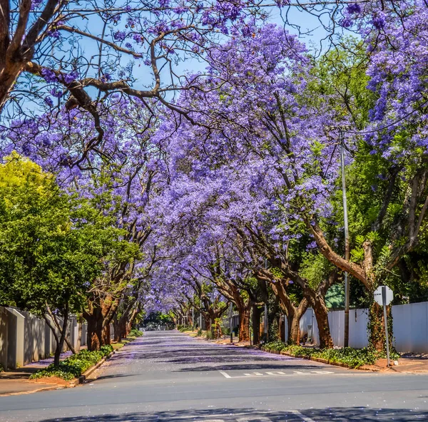Пурпурный Синий Jacaranda Mimosifolia Цвести Улице Йоханнесбург Весной Октябре Южной — стоковое фото