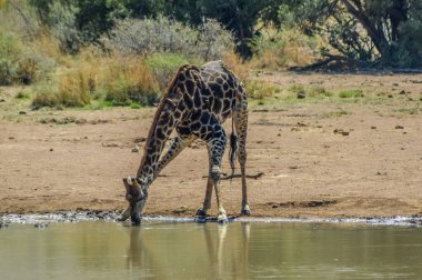 Güney Afrika zürafası veya Pelerin zürafası (Zürafa Camelopardalis zürafa) Kruger parkında su içmektedir.