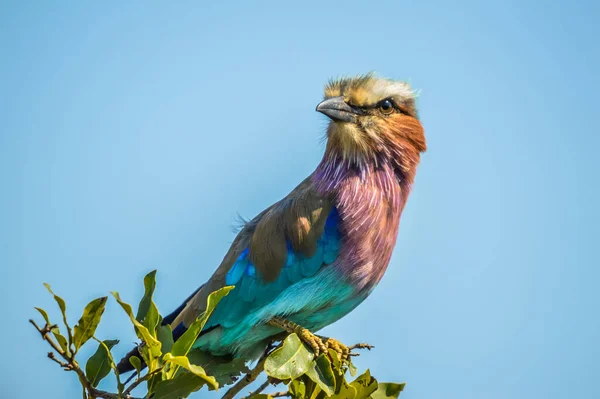 Африканський Буревісник Національний Птах Кенії Ізольований Посаджений Дереві — стокове фото