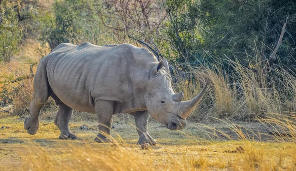 Retrato Rinoceronte Blanco Africano Rhino Ceratotherium Simum También Conocido Como — Foto de Stock